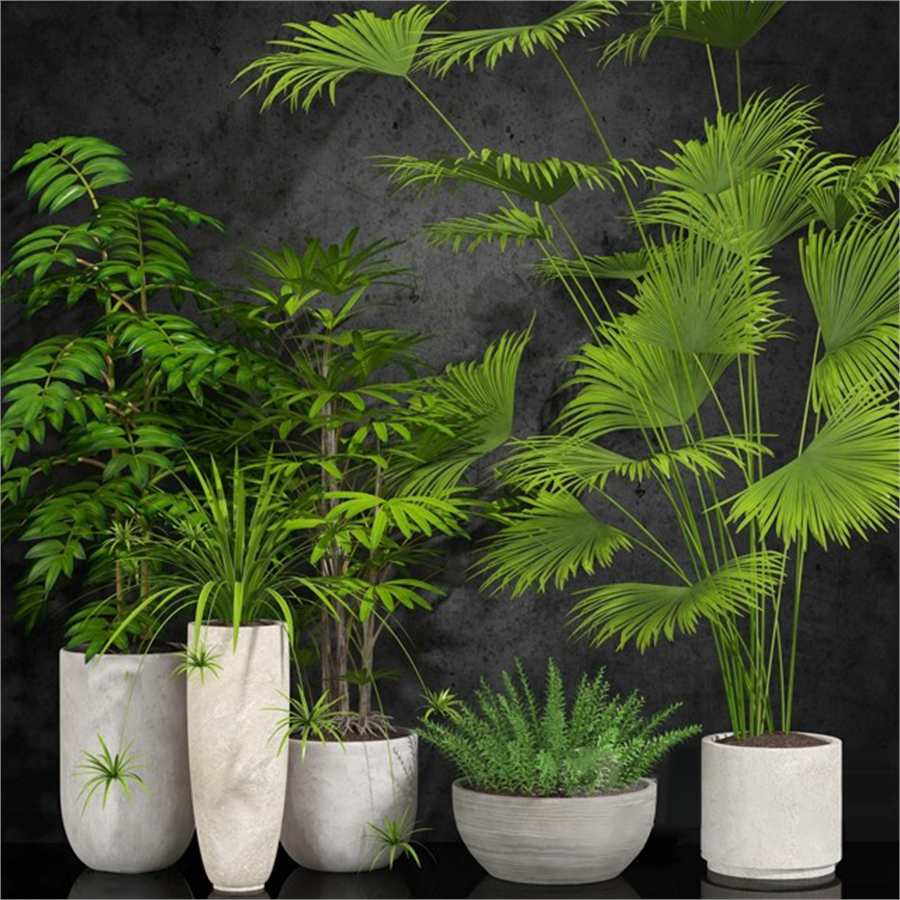 houseplant